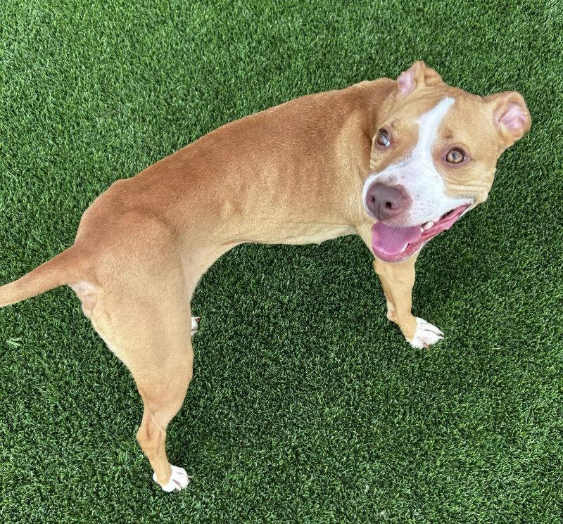 Enlarge Zina, a Adoptable mixed breed in bellefontaine, OH image 2/6