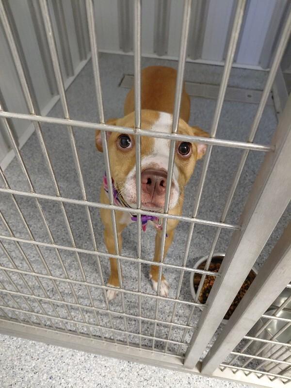 Enlarge Zina, a Adoptable mixed breed in bellefontaine, OH image 3/6