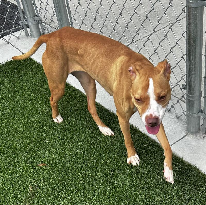 Enlarge Zina, a Adoptable mixed breed in bellefontaine, OH image 4/6