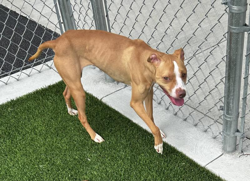 Enlarge Zina, a Adoptable mixed breed in bellefontaine, OH image 5/6
