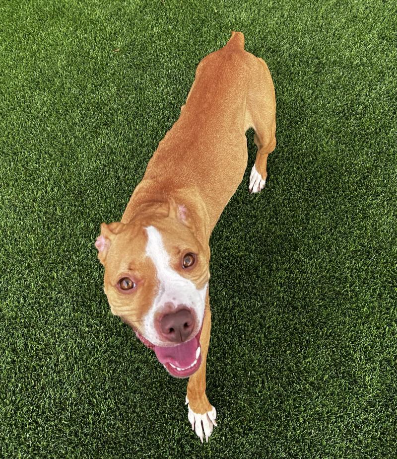 Enlarge Zina, a Adoptable mixed breed in bellefontaine, OH image 6/6