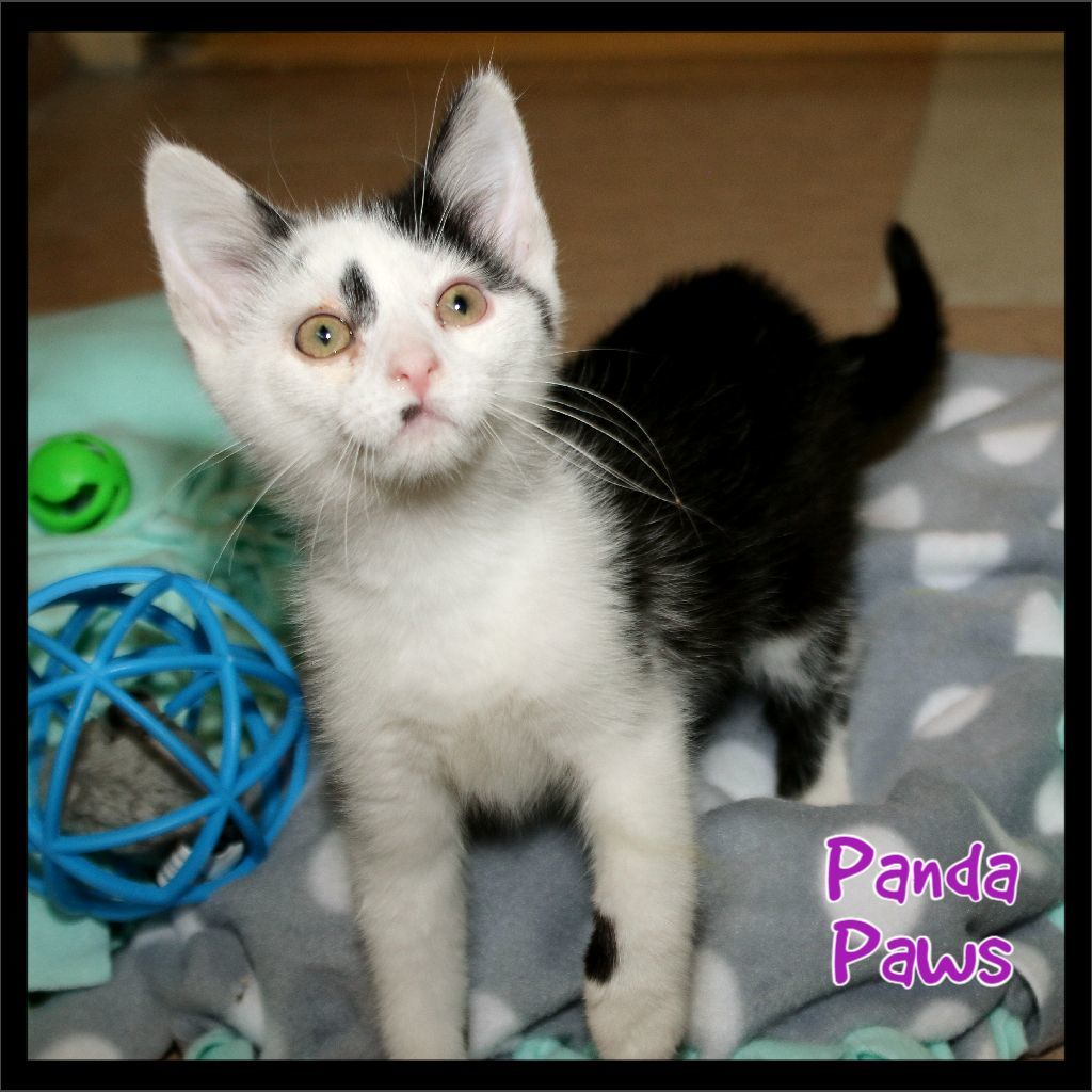 Cat for adoption Panda Paws, an American Shorthair in Shippenville