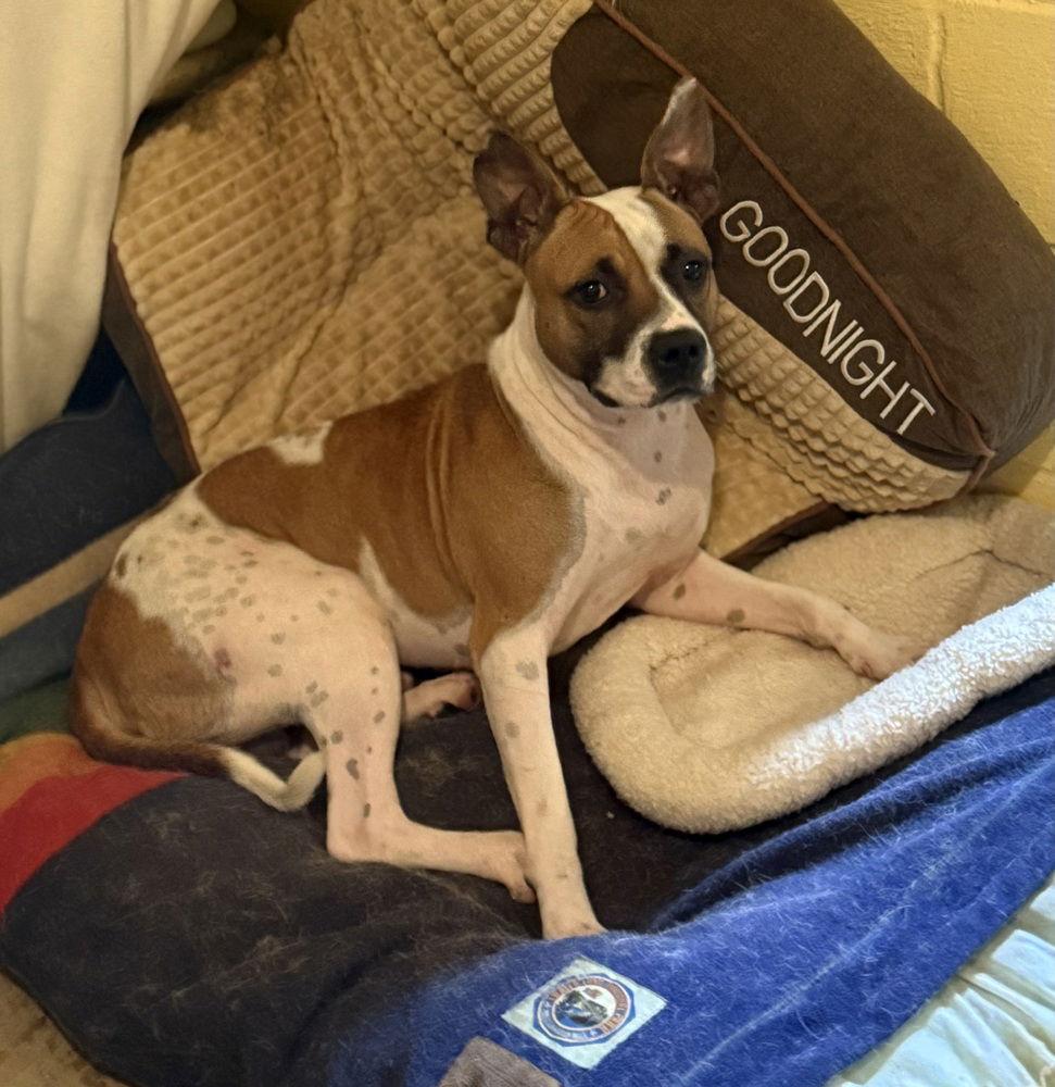 Hawkeye *~ — thumbnail 2