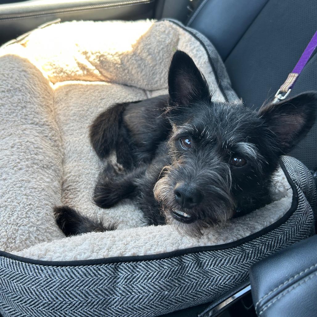 Scottie, Adoptable, Senior Male Terrier.