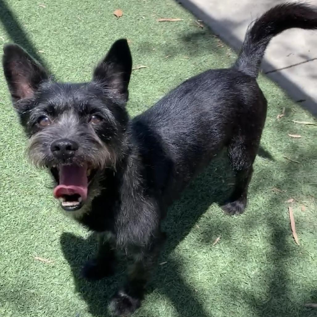 Enlarge Scottie, a Adoptable Terrier in North Hollywood, CA image 2/4