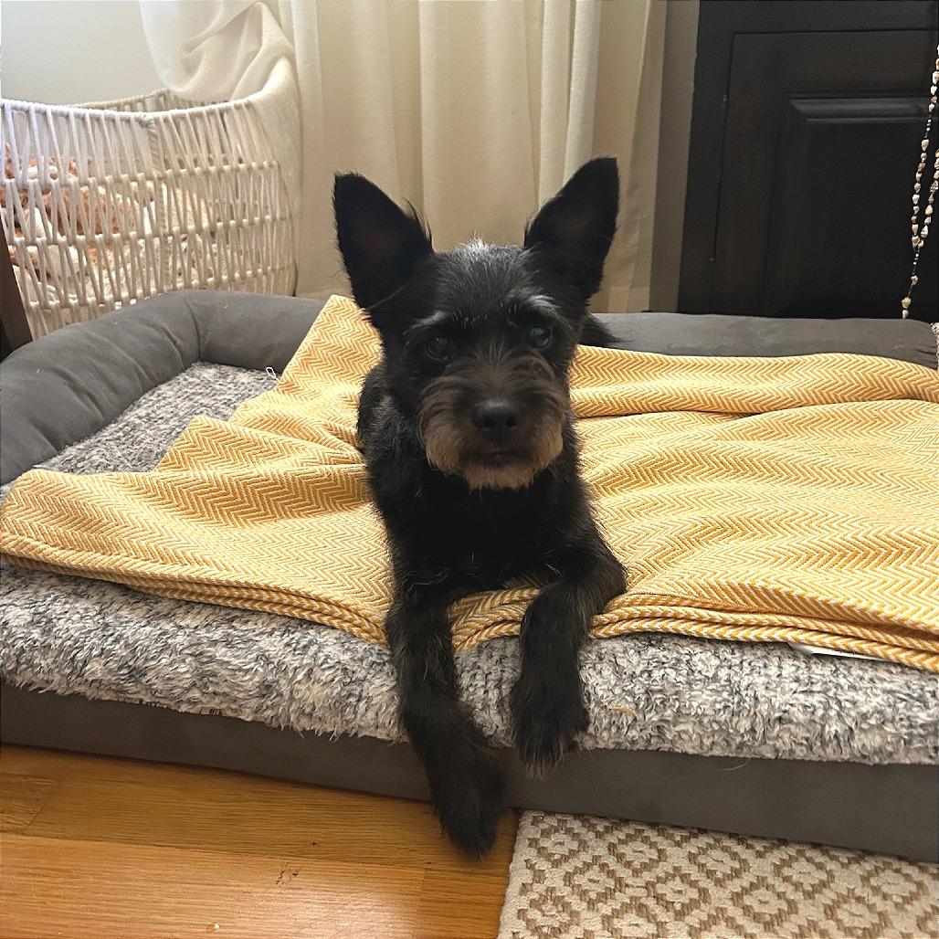 Enlarge Scottie, a Adoptable Terrier in North Hollywood, CA image 3/4