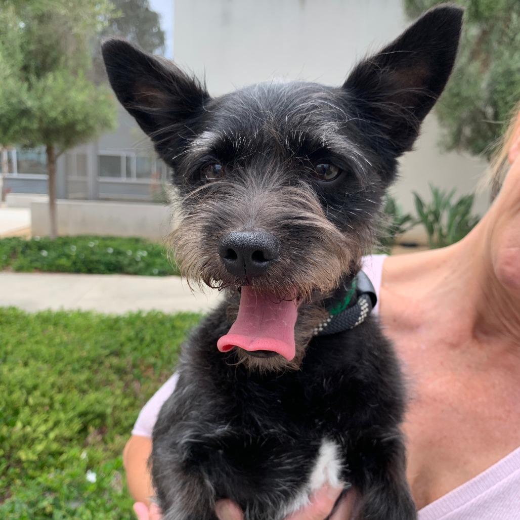 Enlarge Scottie, a Adoptable Terrier in North Hollywood, CA image 4/4