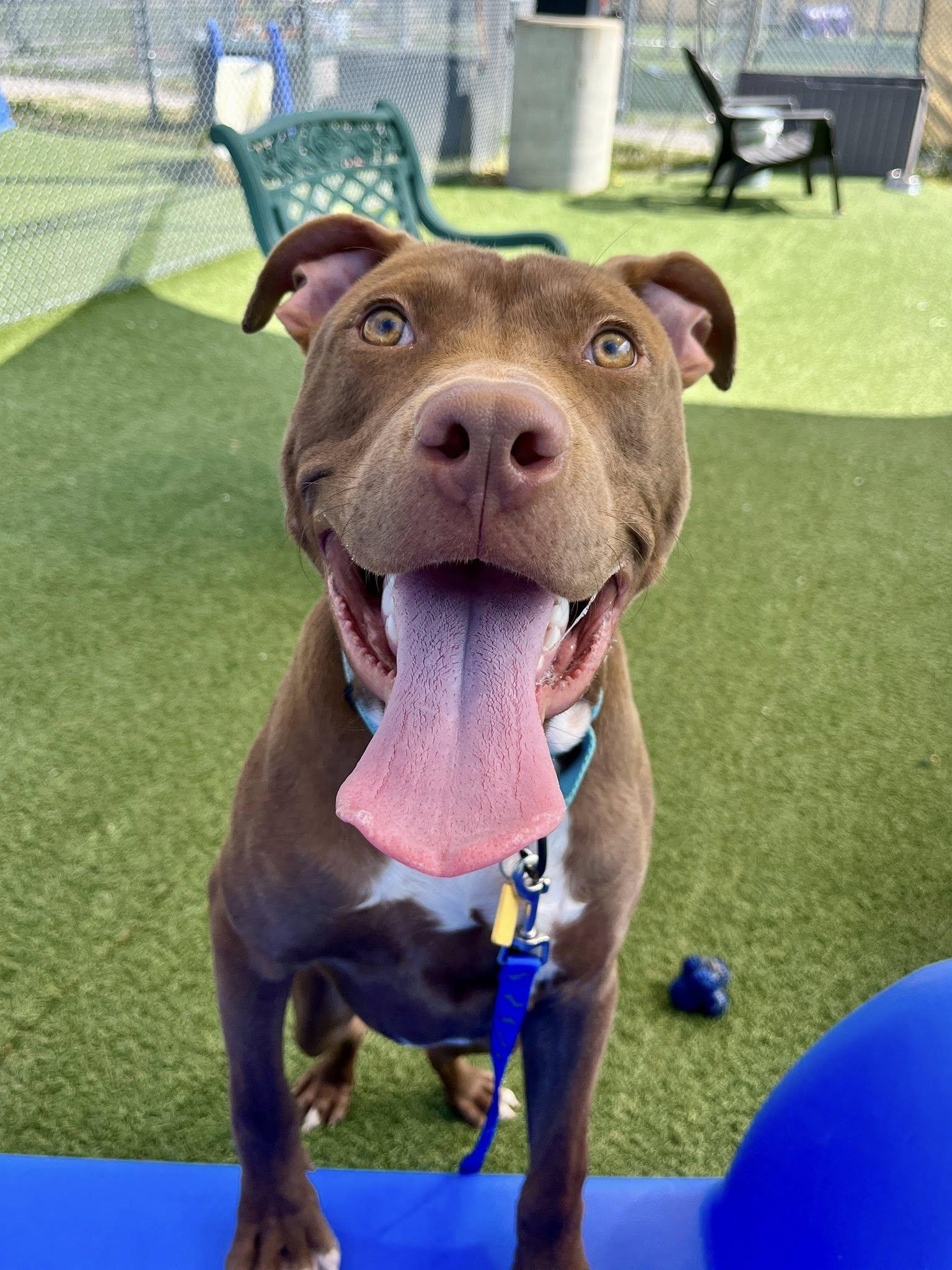 Billy Ray, a Adoptable mixed breed in Cleveland, OH image 2/6