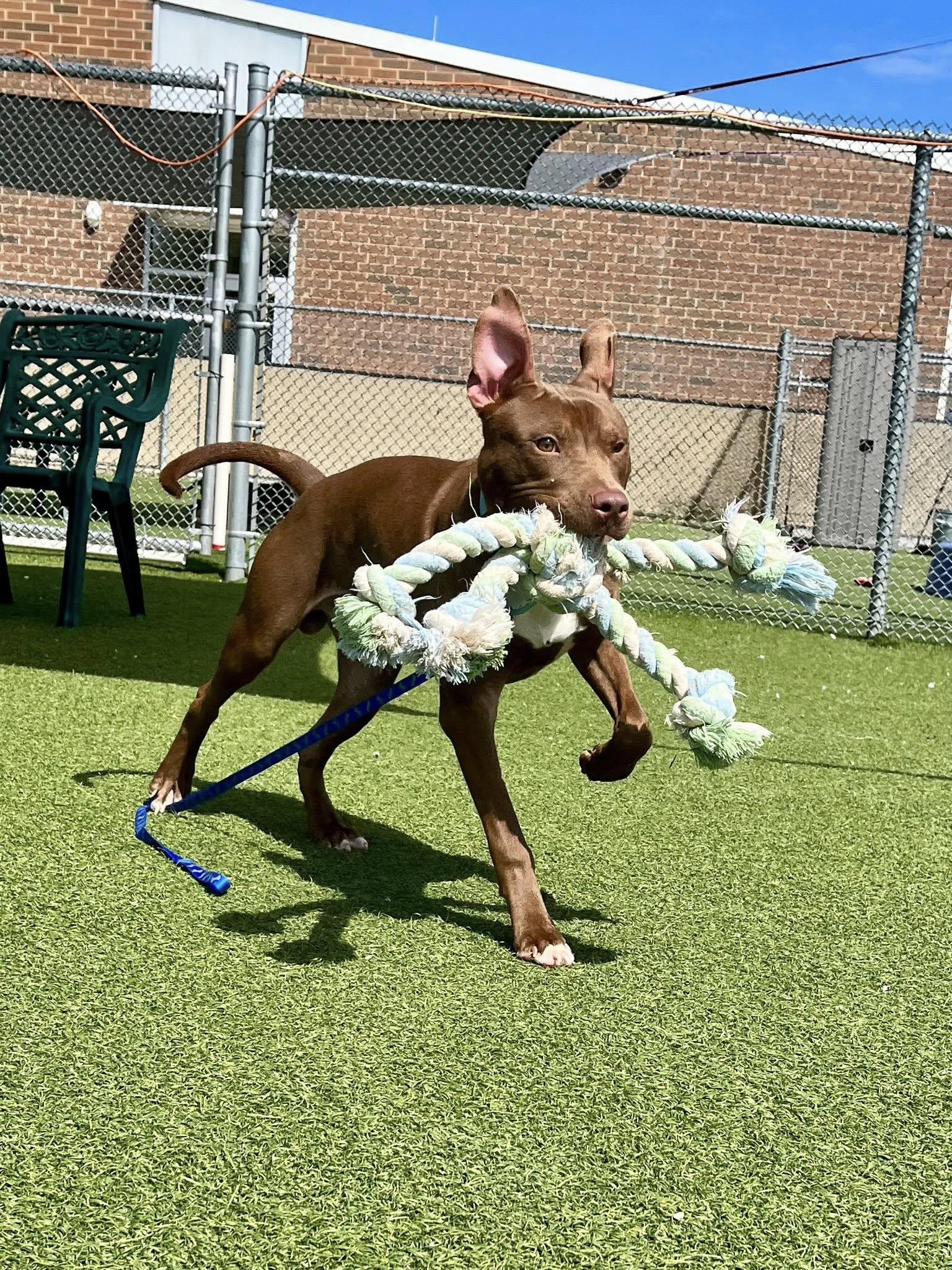 Billy Ray, a Adoptable mixed breed in Cleveland, OH image 3/6