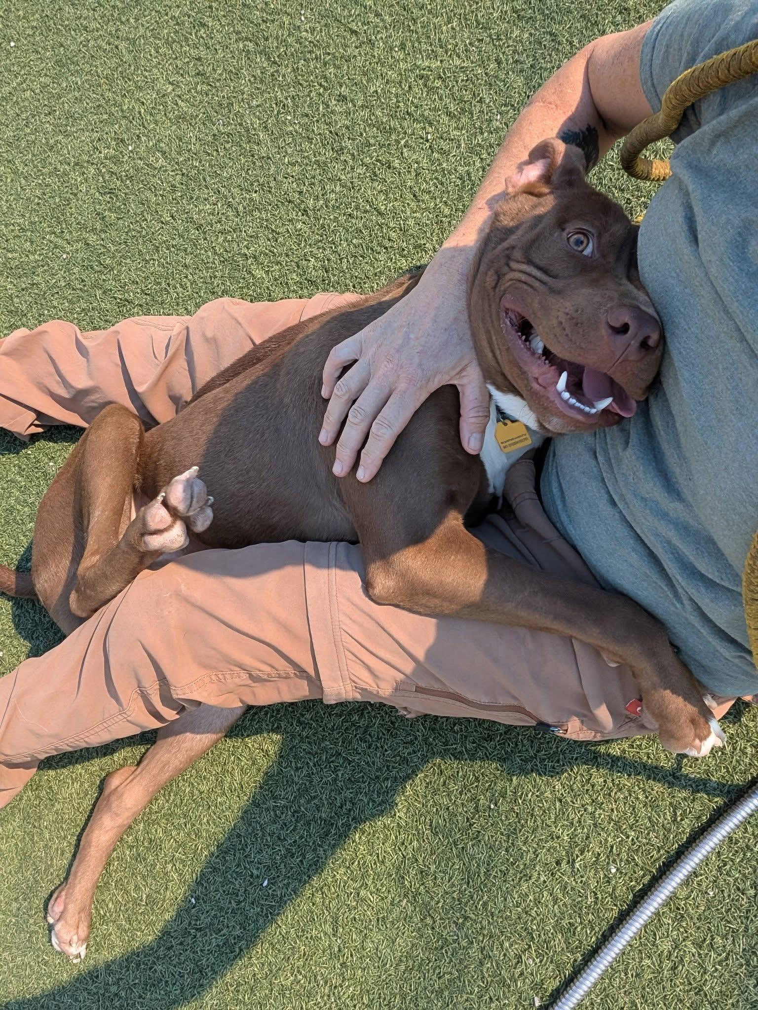 Billy Ray, a Adoptable mixed breed in Cleveland, OH image 4/6