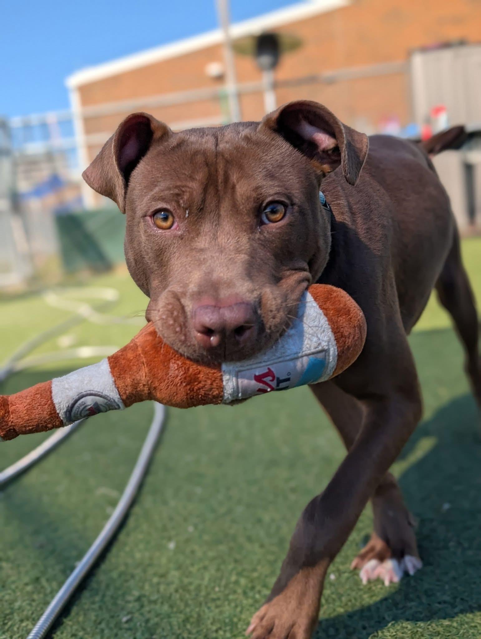 Billy Ray, a Adoptable mixed breed in Cleveland, OH image 5/6