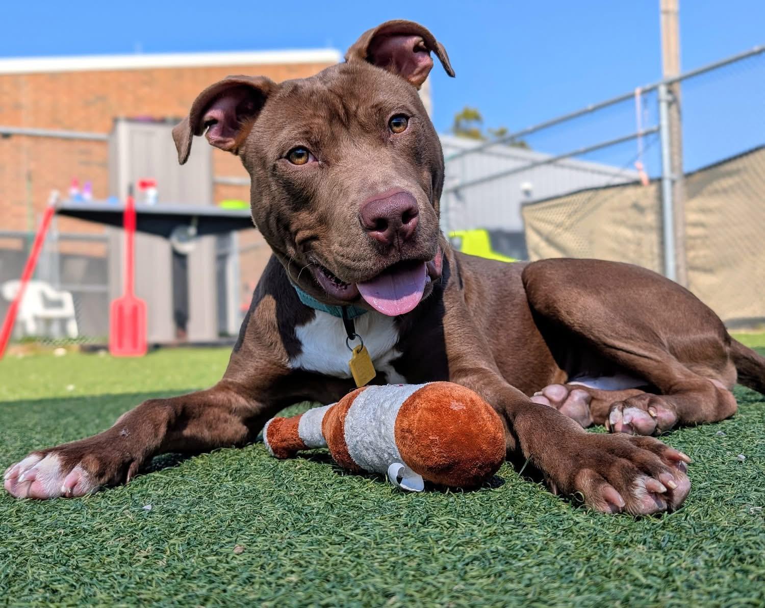 Billy Ray, Adoptable, Young Male Pit Bull Terrier.