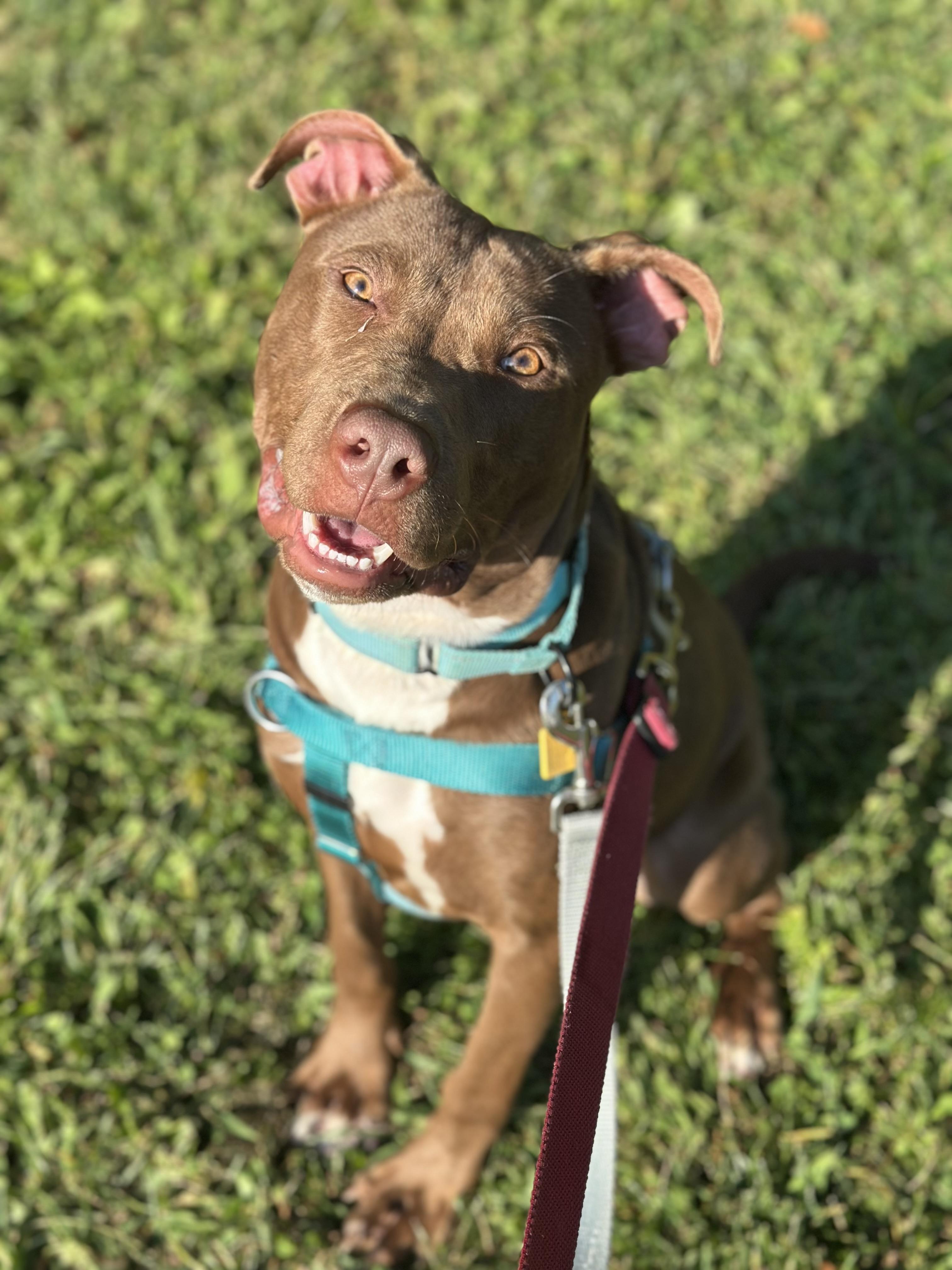 Billy Ray, a Adoptable mixed breed in Cleveland, OH image 6/6