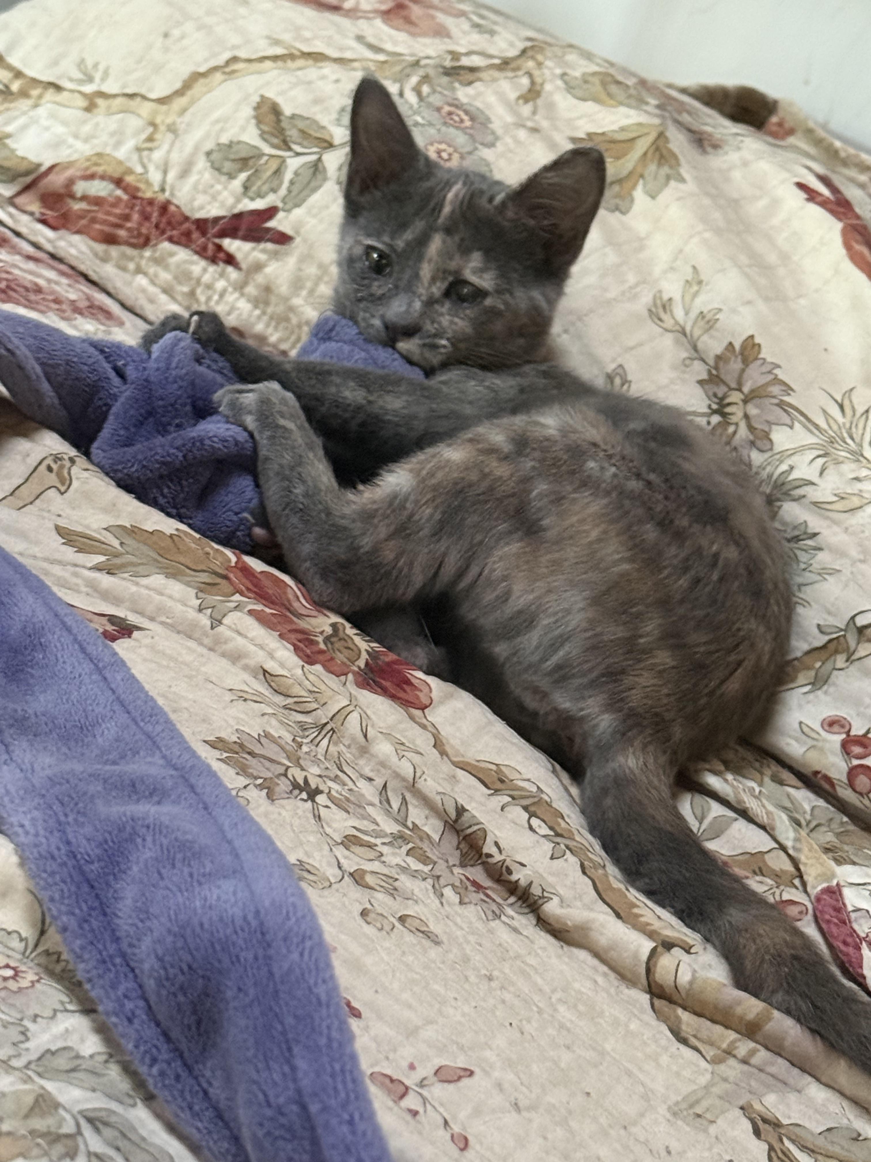 Emjay 0125 — thumbnail 3