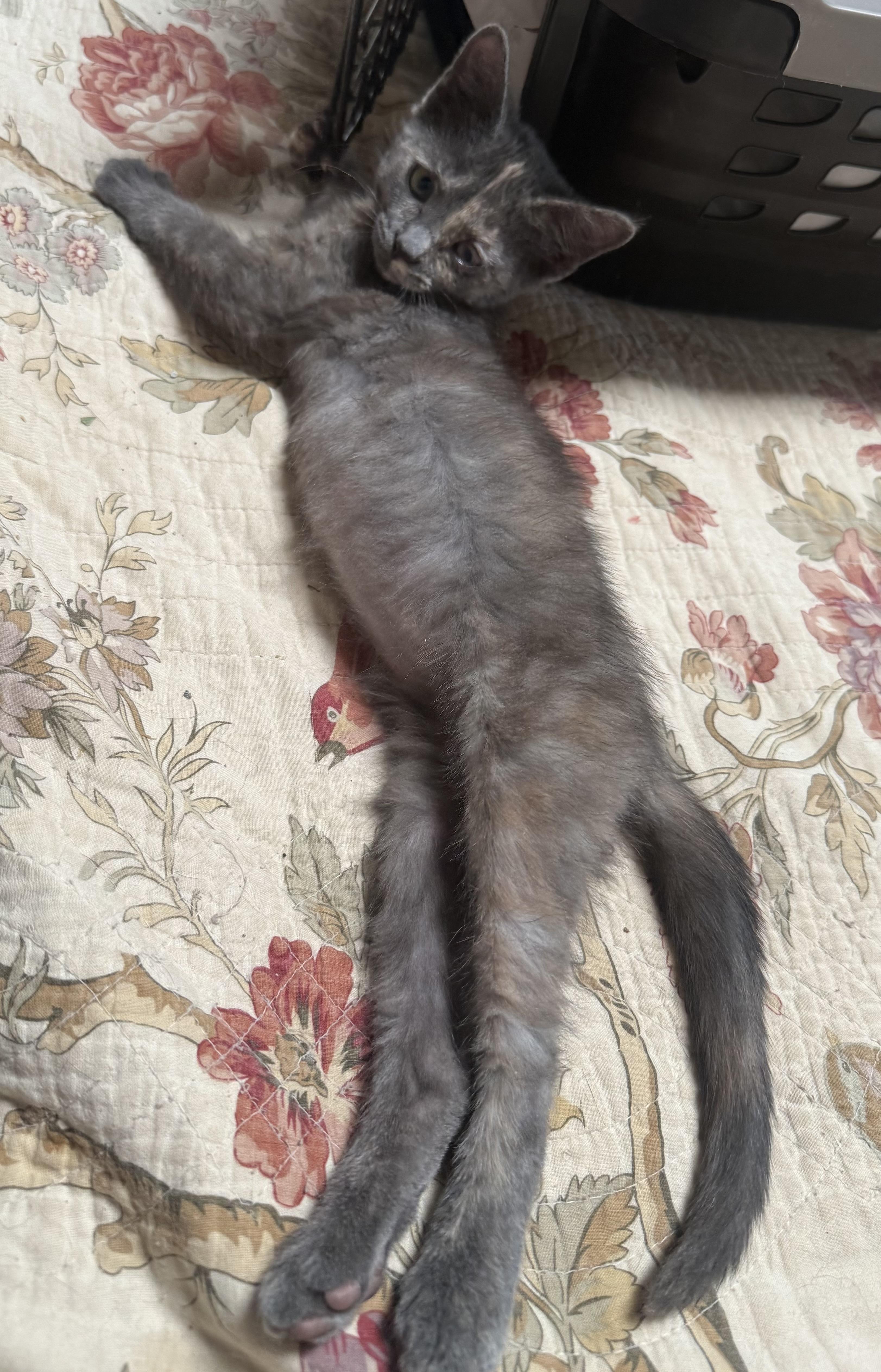 Emjay 0125 — thumbnail 4