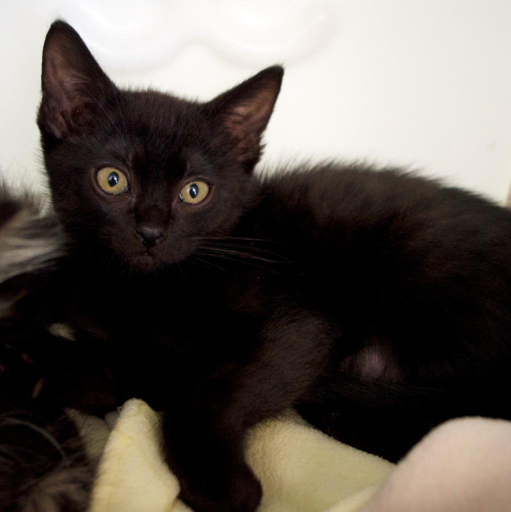 Justin Magnolia, Adoptable, Kitten Male Domestic Short Hair.