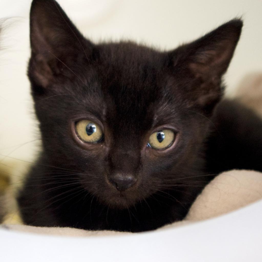 Justin Magnolia, a Adoptable mixed breed in Shoreline, WA image 2/2