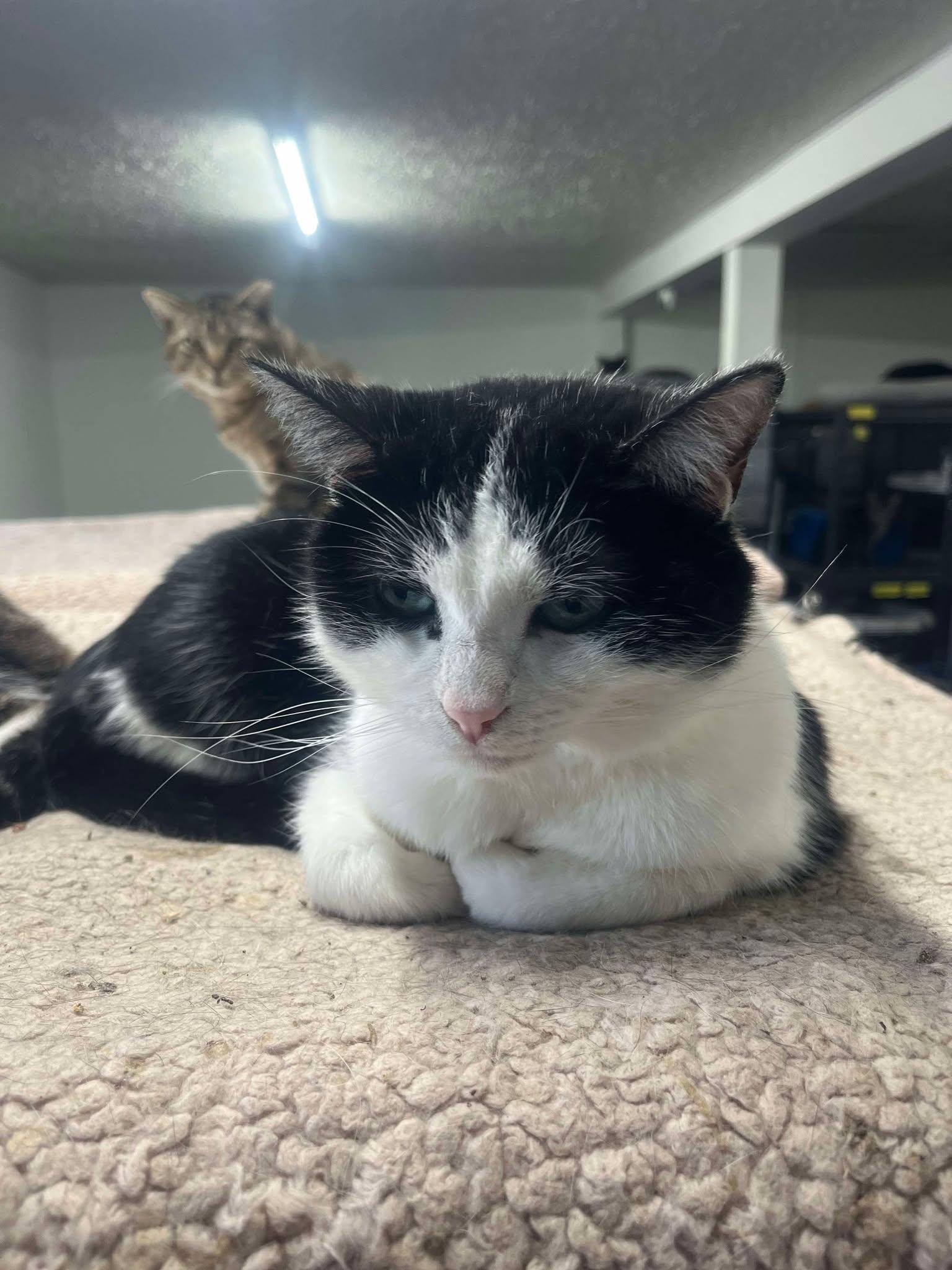 Sam, Adult Male Domestic Medium Hair