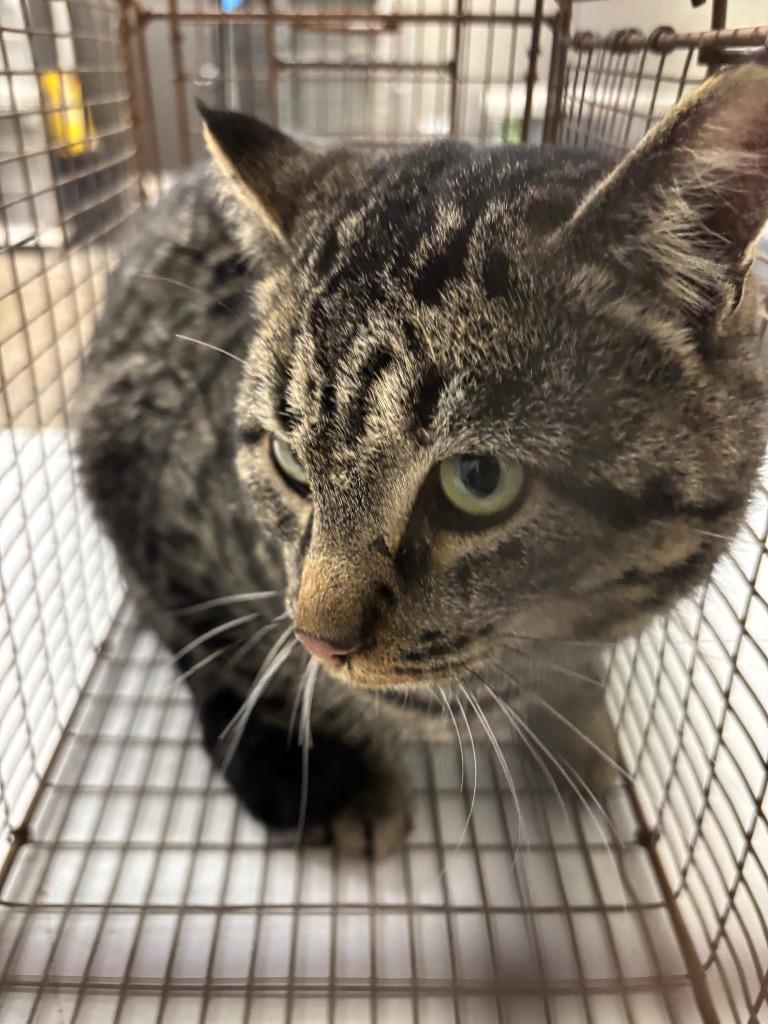 Dill Pickle, Adoptable, Adult Male Domestic Short Hair.