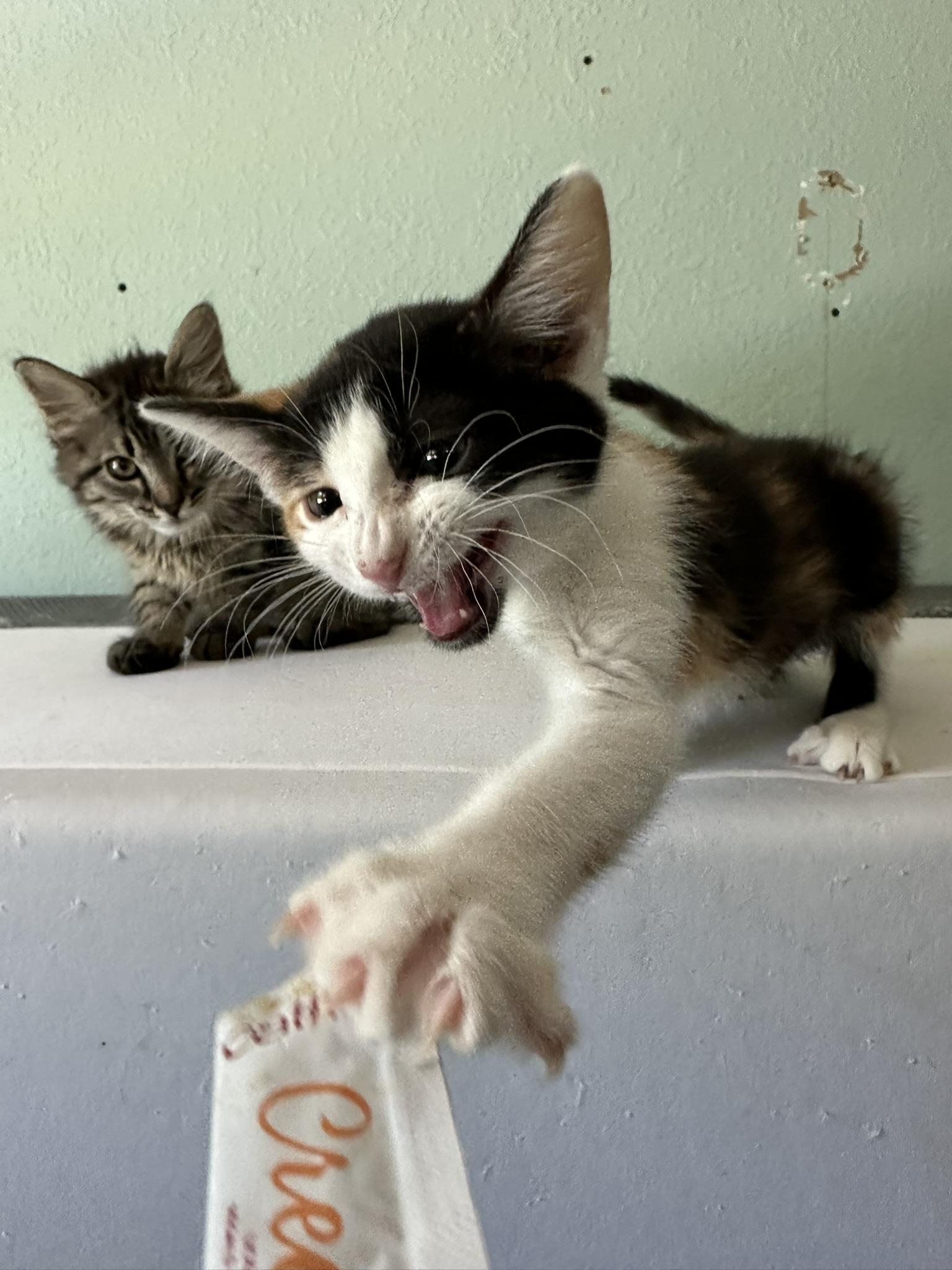 BUGLE & FUNYUN, Baby Female Domestic Long Hair