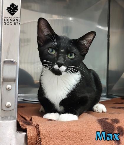 Max, Adopted, Kitten Male Domestic Short Hair & Domestic Short Hair.
