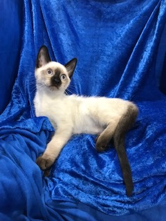Enlarge Cozzee, a Adoptable Siamese in Gainesville, FL image 1/4