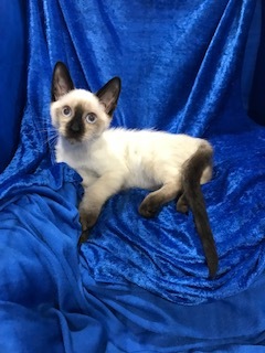 Enlarge Cozzee, a Adoptable Siamese in Gainesville, FL image 2/4