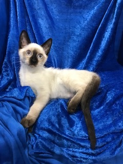 Enlarge Cozzee, a Adoptable Siamese in Gainesville, FL image 3/4
