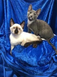 Enlarge Cozzee, a Adoptable Siamese in Gainesville, FL image 4/4