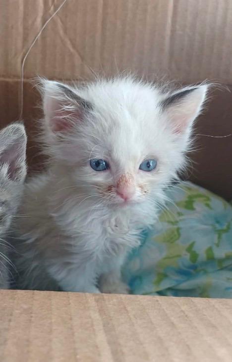 Cashion, Adopted, Kitten Male Siamese.