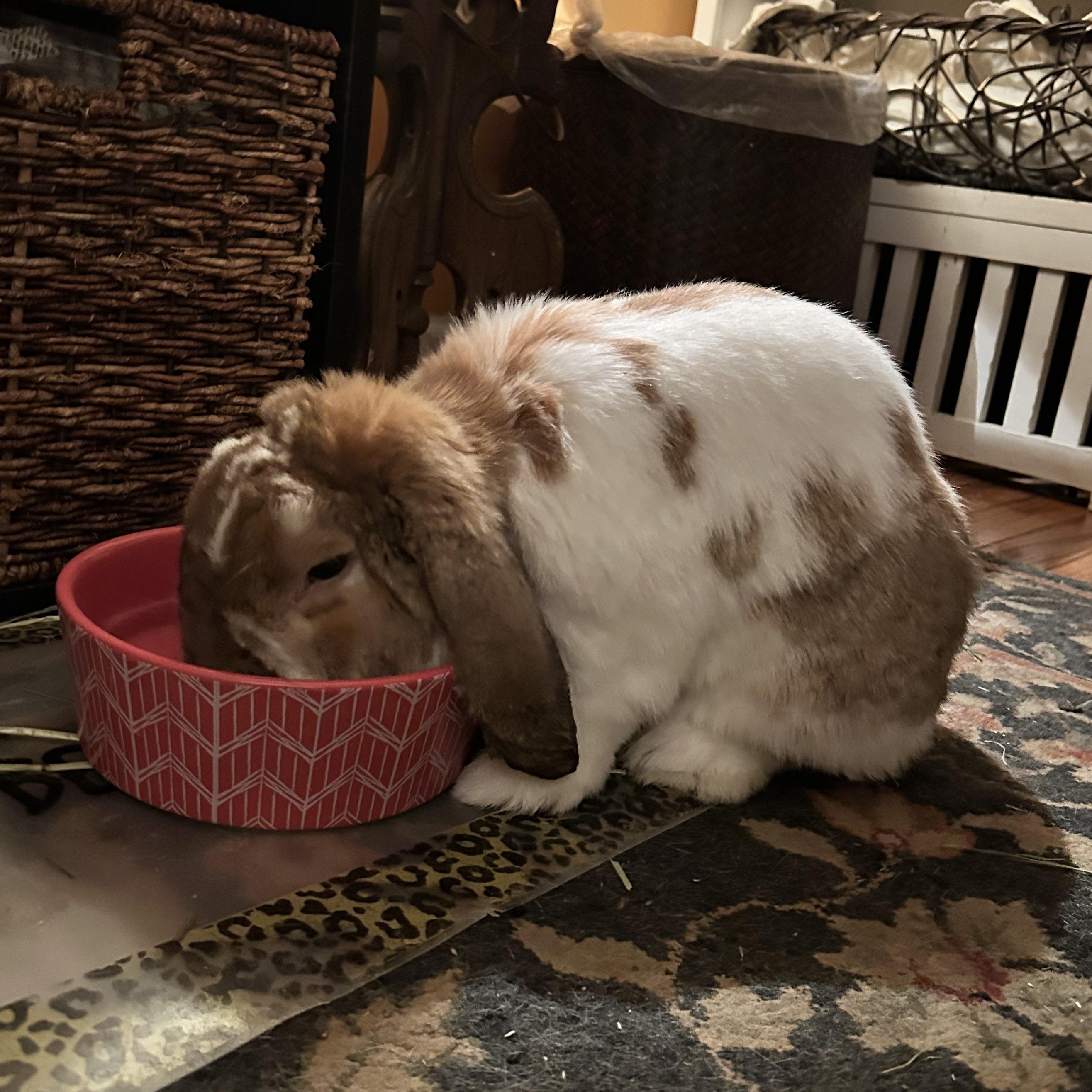 Charlie, a Adopted Mini Lop in New York, NY image 2/4