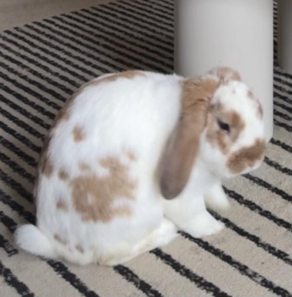Charlie, Adopted, Young Male Mini Lop.