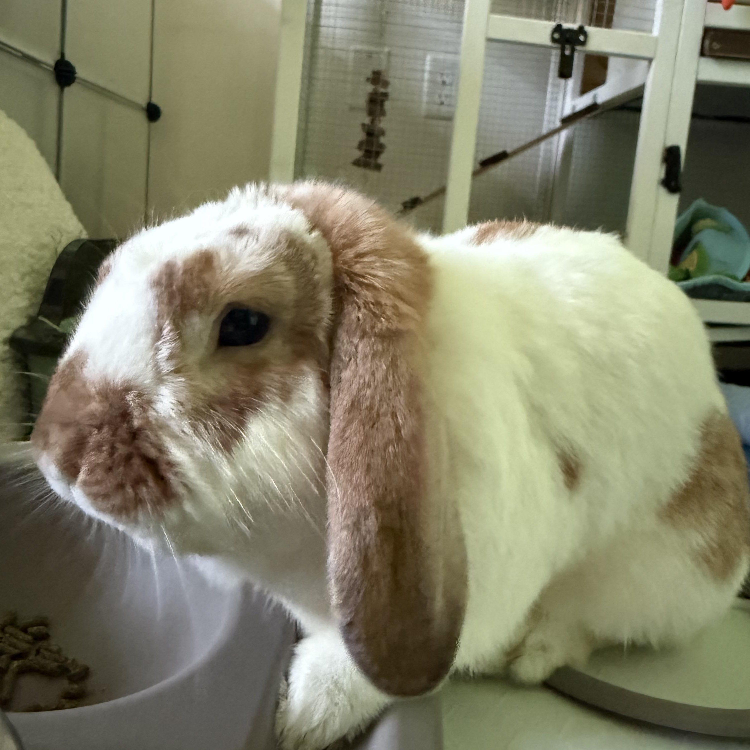 Charlie, a Adopted Mini Lop in New York, NY image 3/4