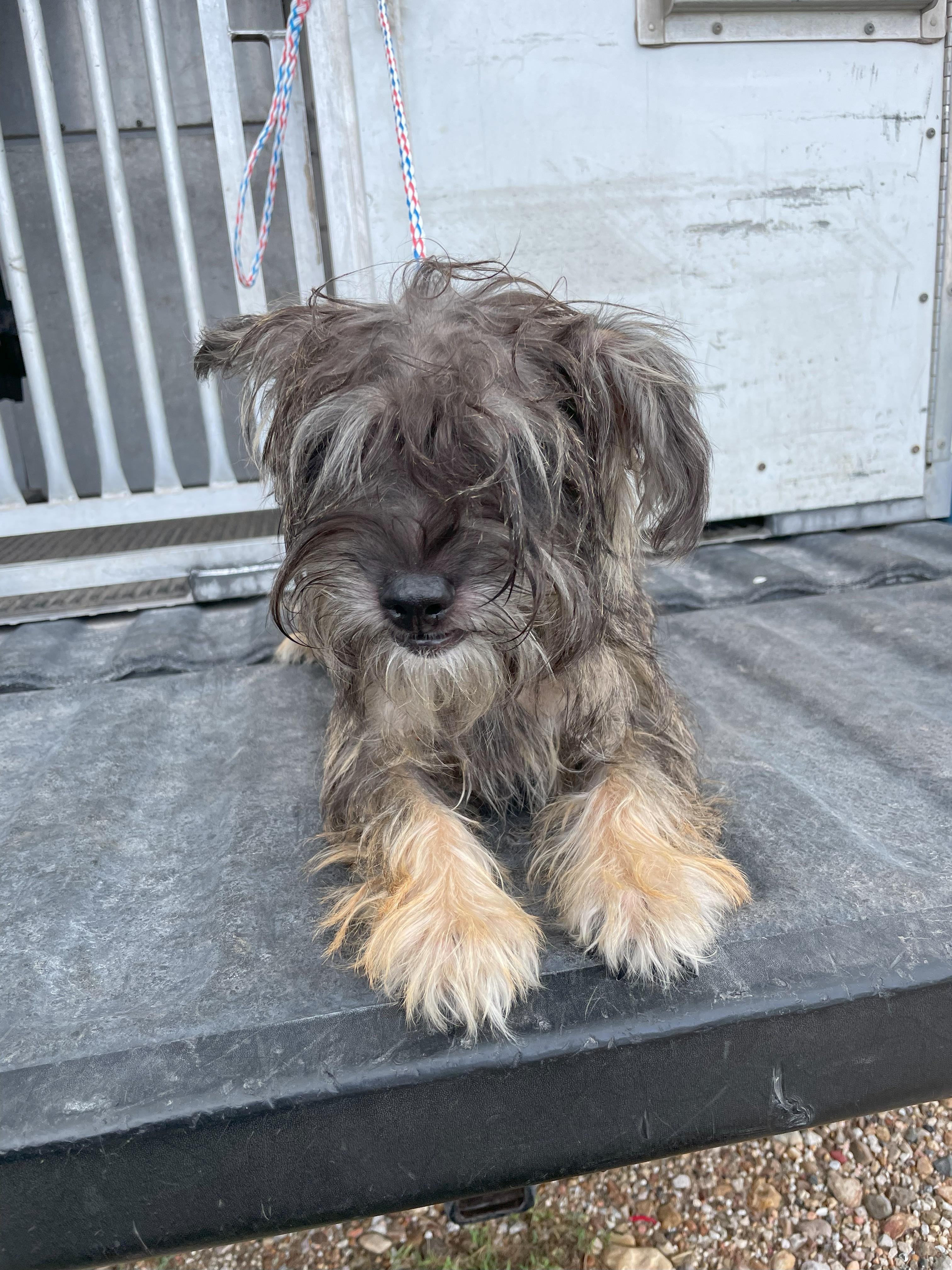 FOUND - Lucy