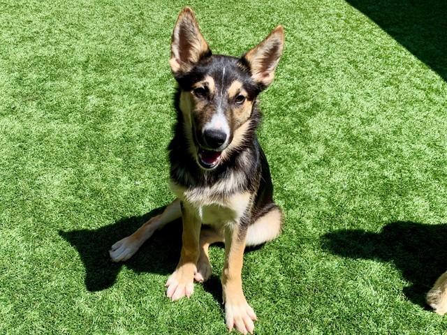 Enlarge DAWN, a Adoptable mixed breed in Moreno Valley, CA image 1/1