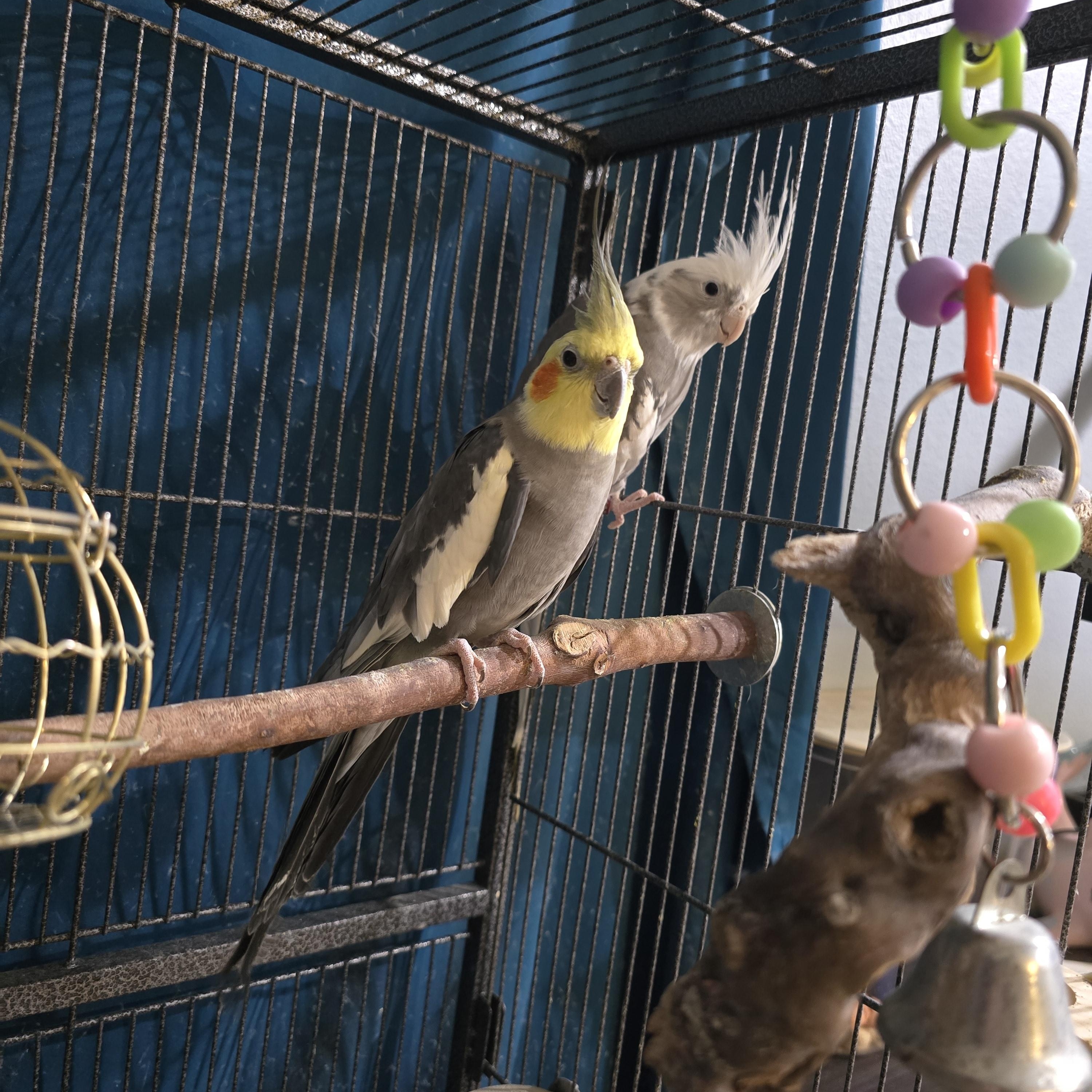 Enlarge Spooks and Pongo (Wasilla), a Adopted Cockatiel in Anchorage, AK image 1/1