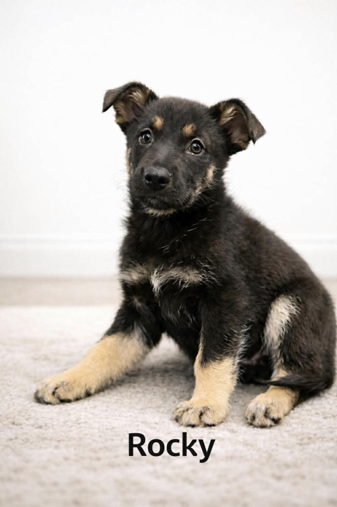 Rocky — thumbnail 3