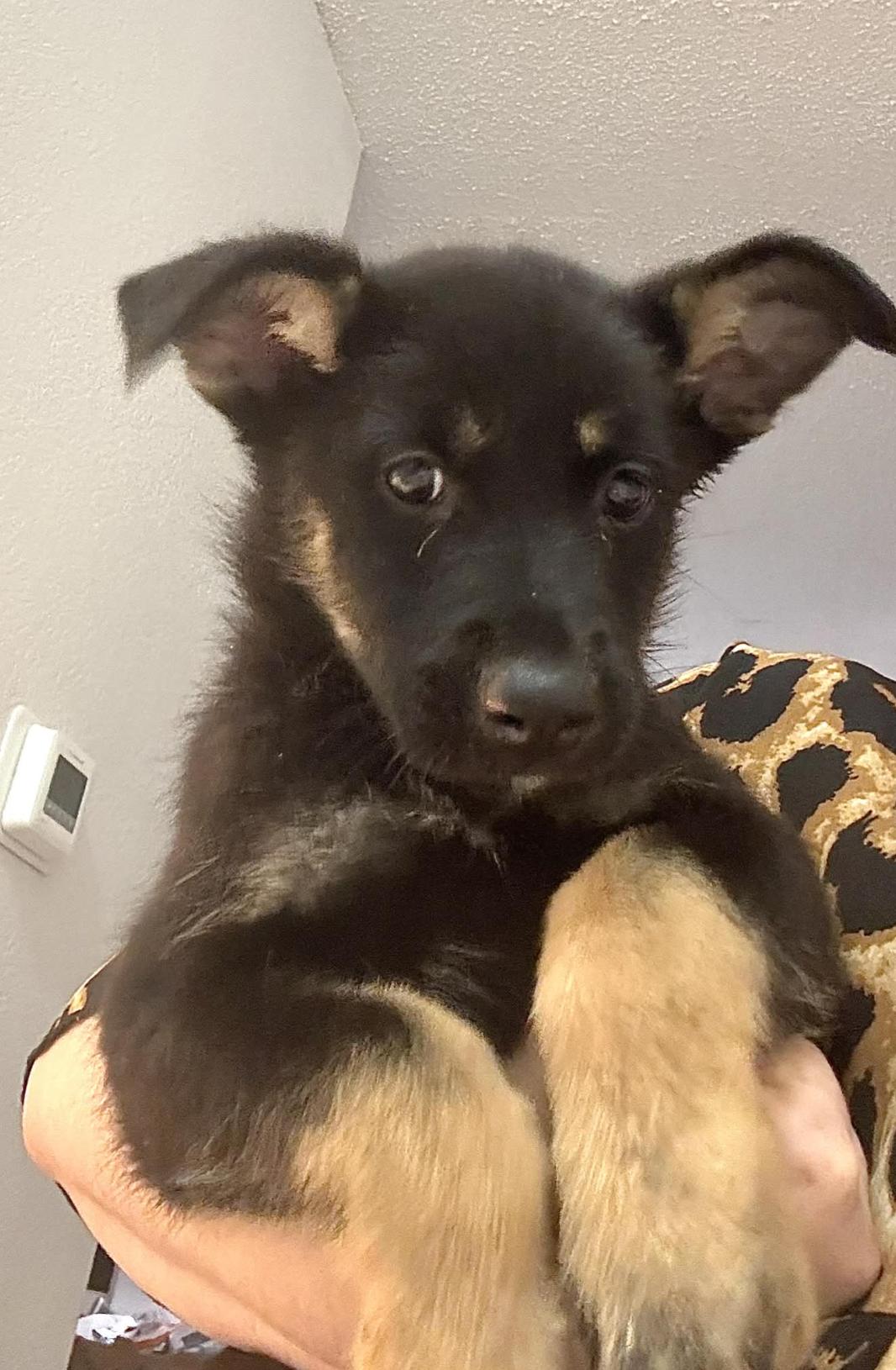 Rocky — thumbnail 4