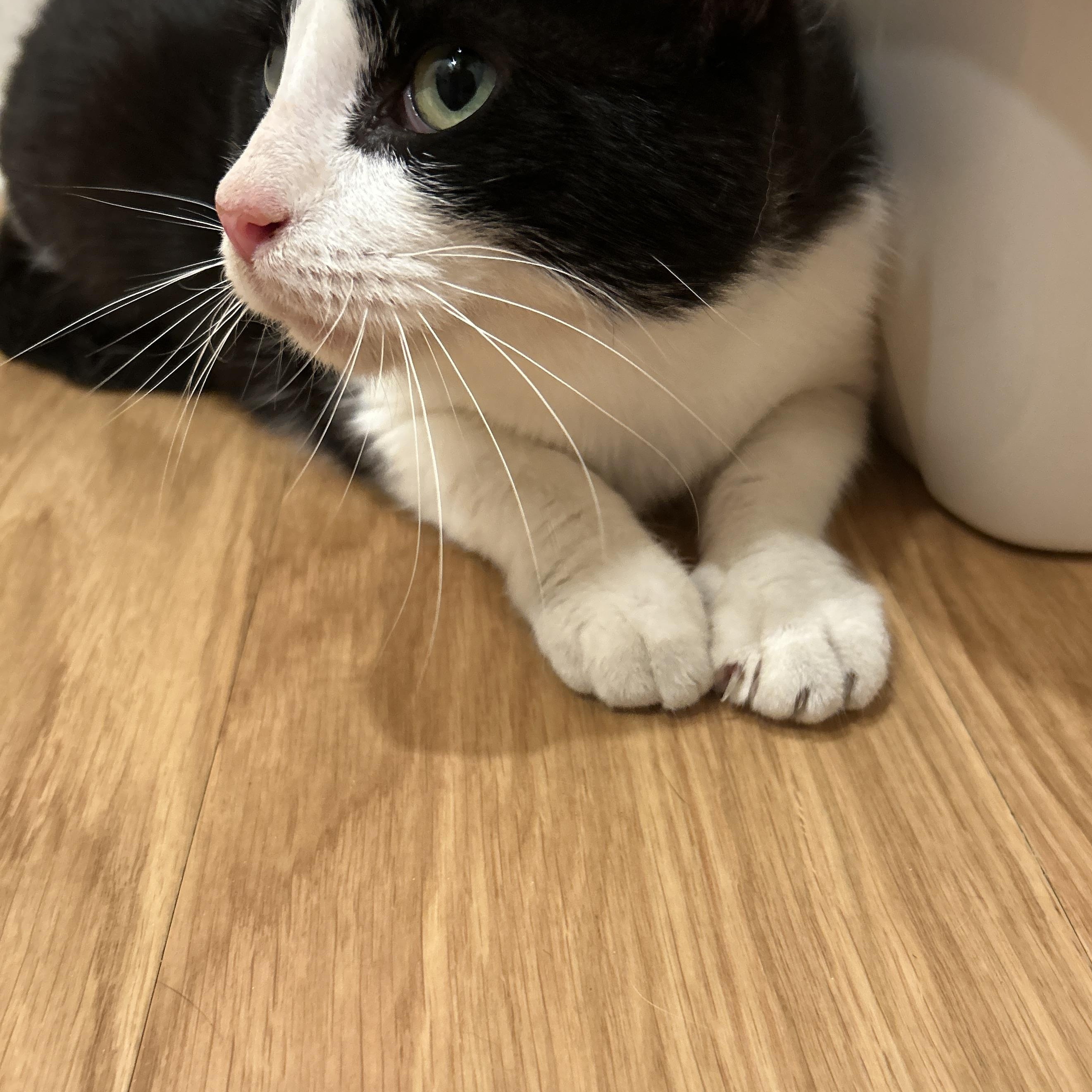 Ellie, a Adoptable mixed breed in San Francisco, CA image 5/6