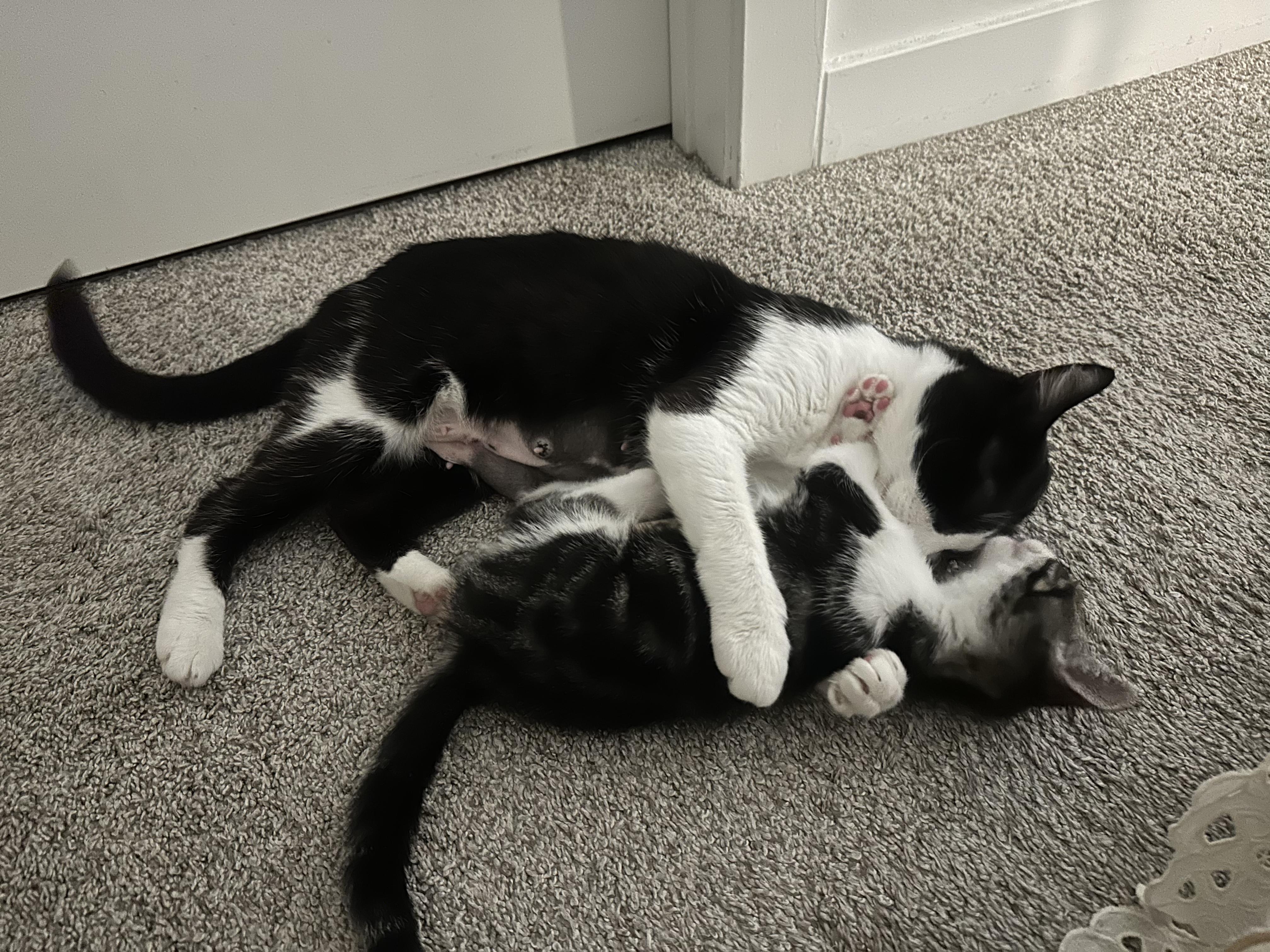 Ellie, a Adoptable mixed breed in San Francisco, CA image 3/6