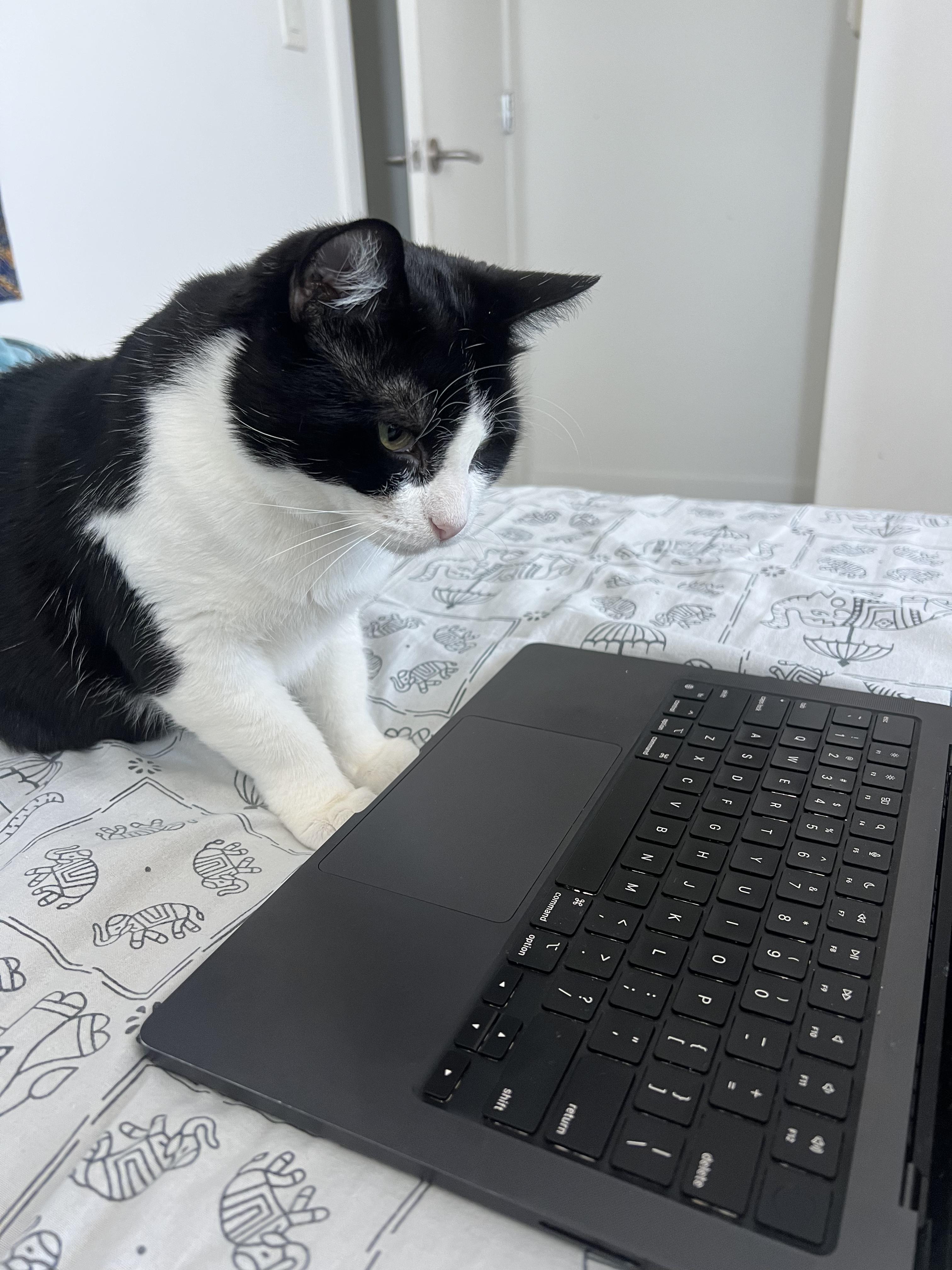 Ellie, Adoptable, Adult Female Domestic Short Hair & Tuxedo.