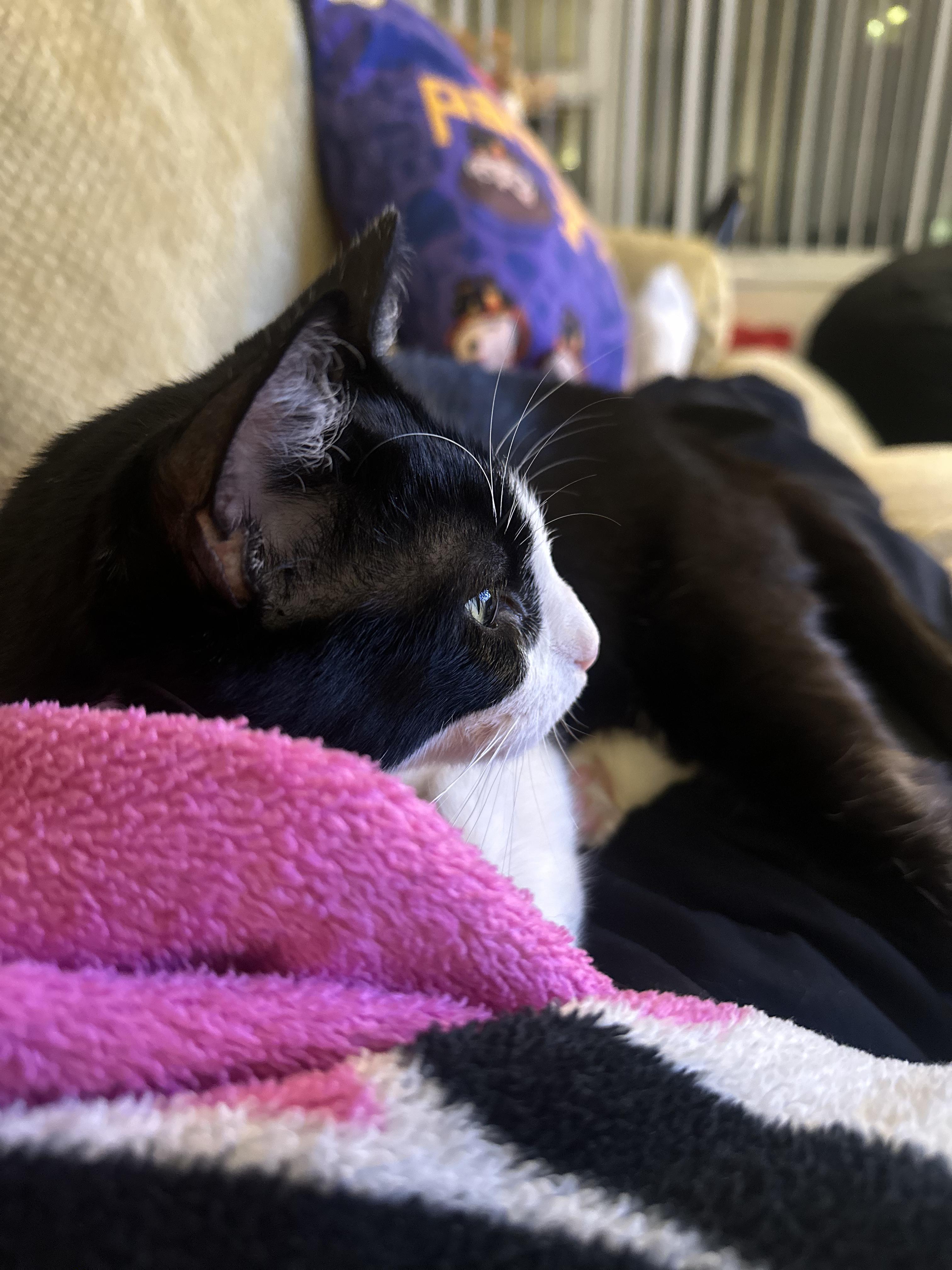 Ellie, a Adoptable mixed breed in San Francisco, CA image 4/6