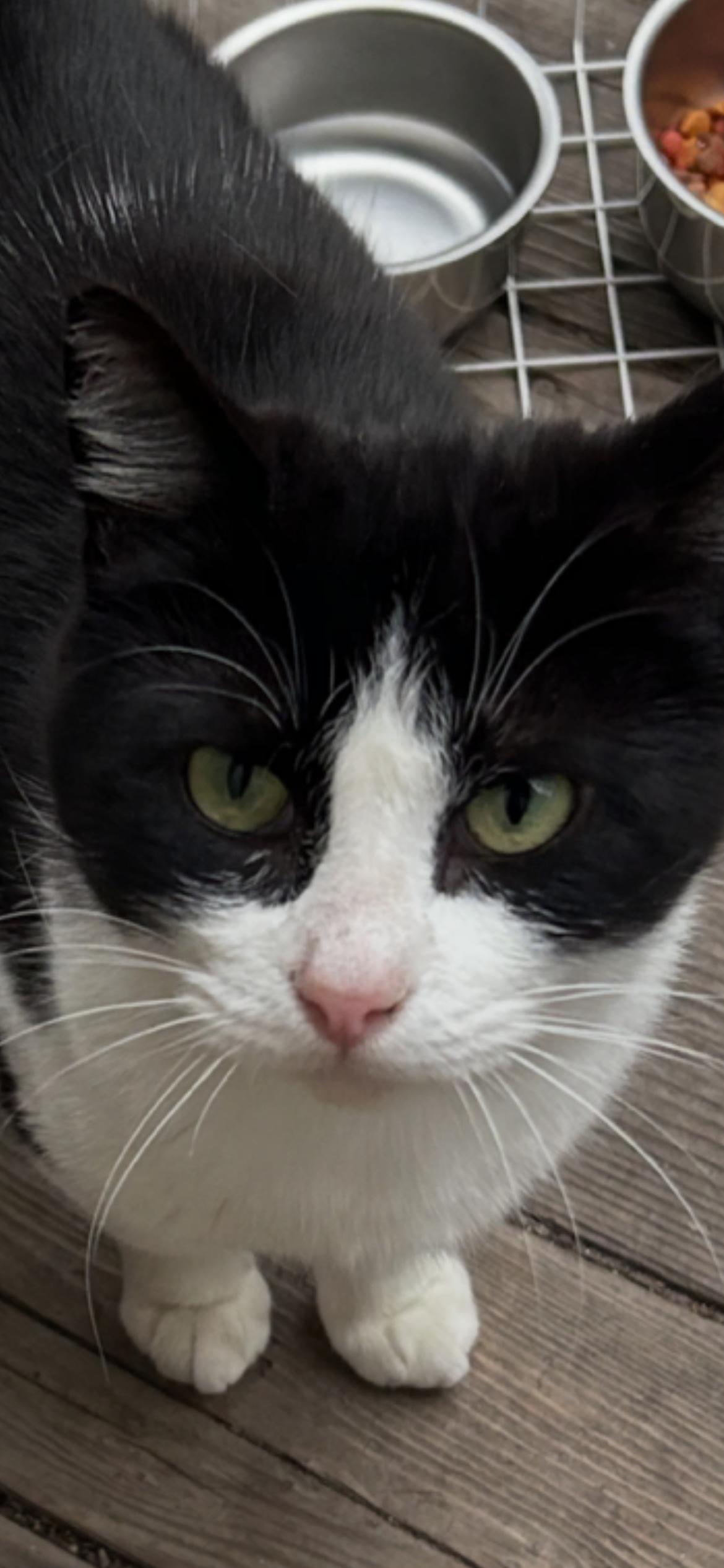Ellie, Adoptable, Adult Female Domestic Short Hair & Tuxedo.