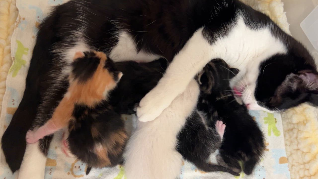 Enlarge Ellie, a Adoptable mixed breed in San Francisco, CA video 6/6