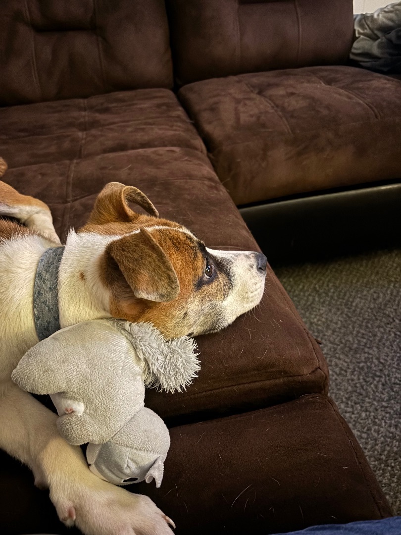 Teddy, Adopted, Puppy Male Mixed Breed.