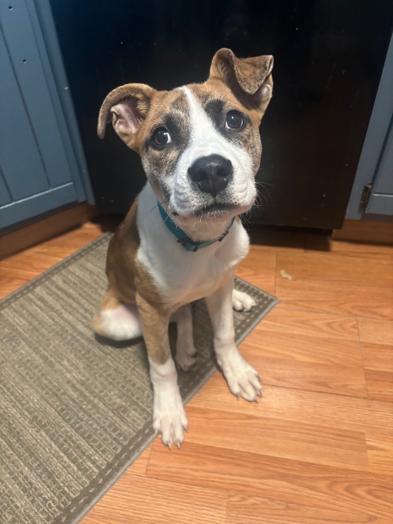 Enlarge Teddy, a Adopted mixed breed in North Syracuse, NY image 2/5