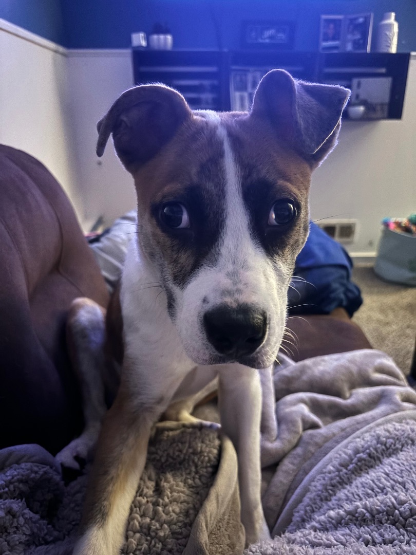 Enlarge Teddy, a Adopted mixed breed in North Syracuse, NY image 3/5