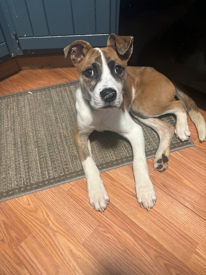 Enlarge Teddy, a Adopted mixed breed in North Syracuse, NY image 4/5