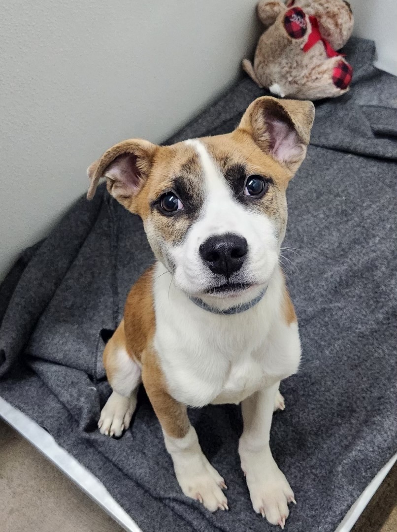 Enlarge Teddy, a Adopted mixed breed in North Syracuse, NY image 5/5