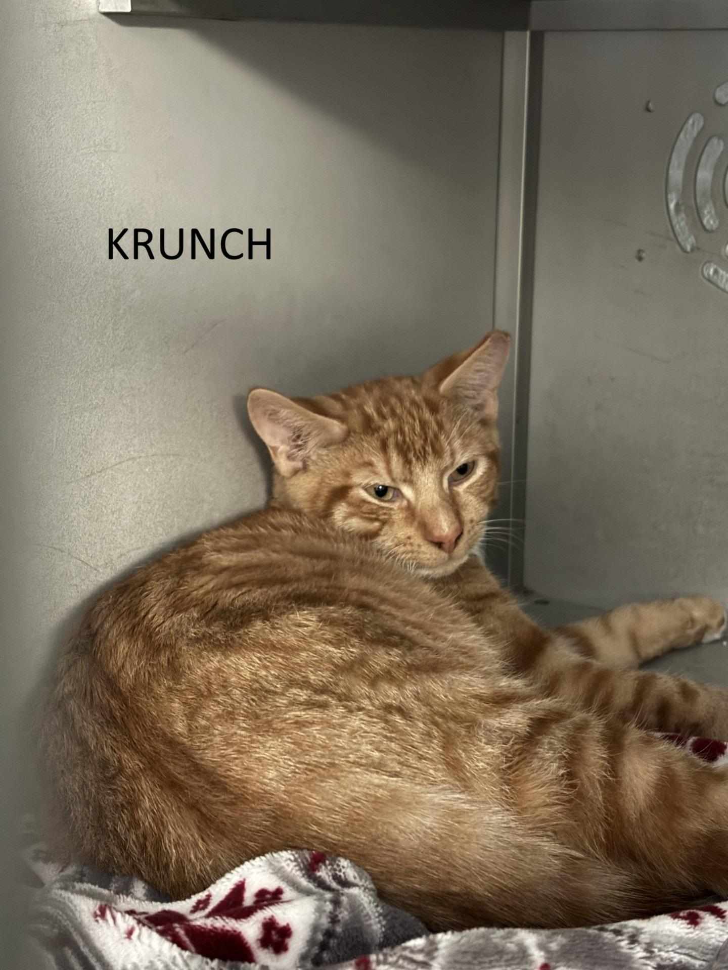 Enlarge Krunch, a Adoptable Domestic Short Hair in Vernon, NJ image 1/1